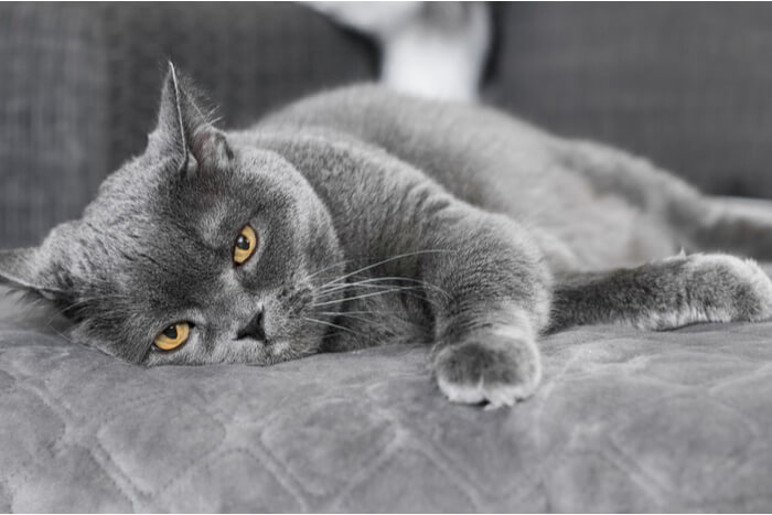 Insecticide vergiftiging bij katten: symptomen, diagnose & behandeling