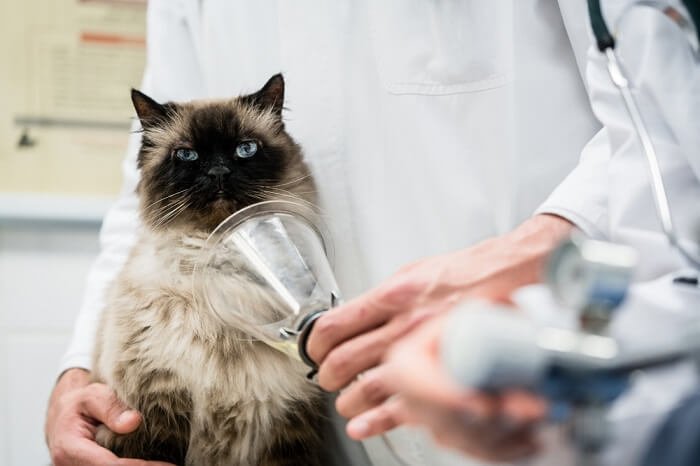 behandeling van koolmonoxidevergiftiging bij katten