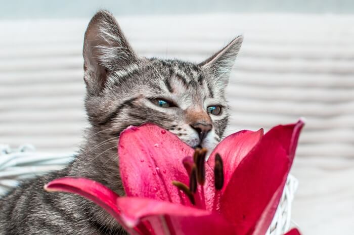 kat ruikt een leliebloem