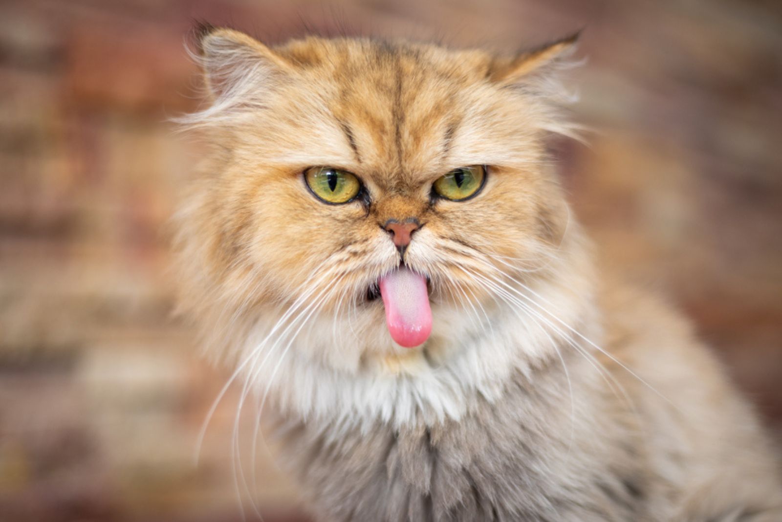 Perzische kat steekt tong uit
