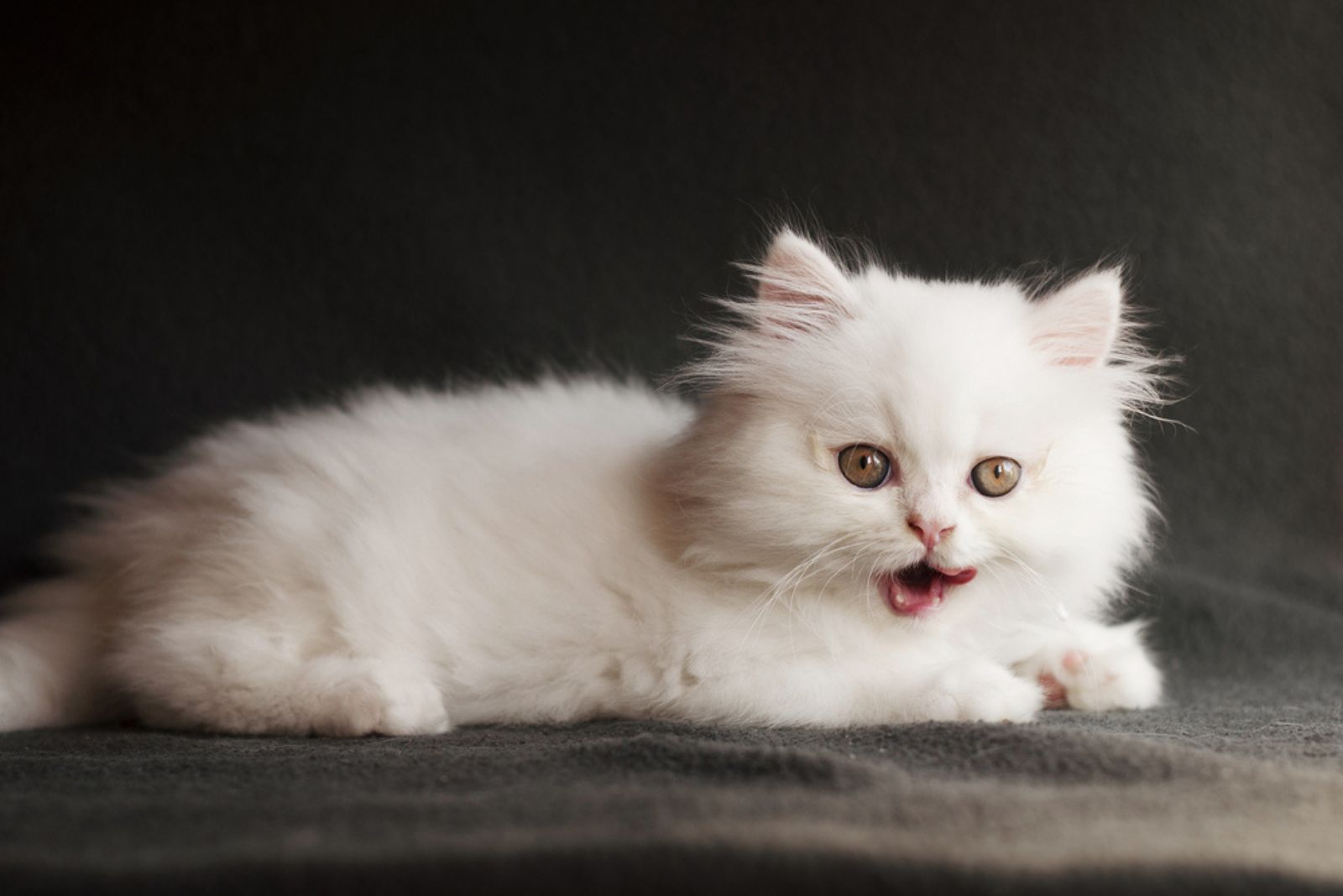 Schattig wit Perzisch katje dat zijn mond likt
