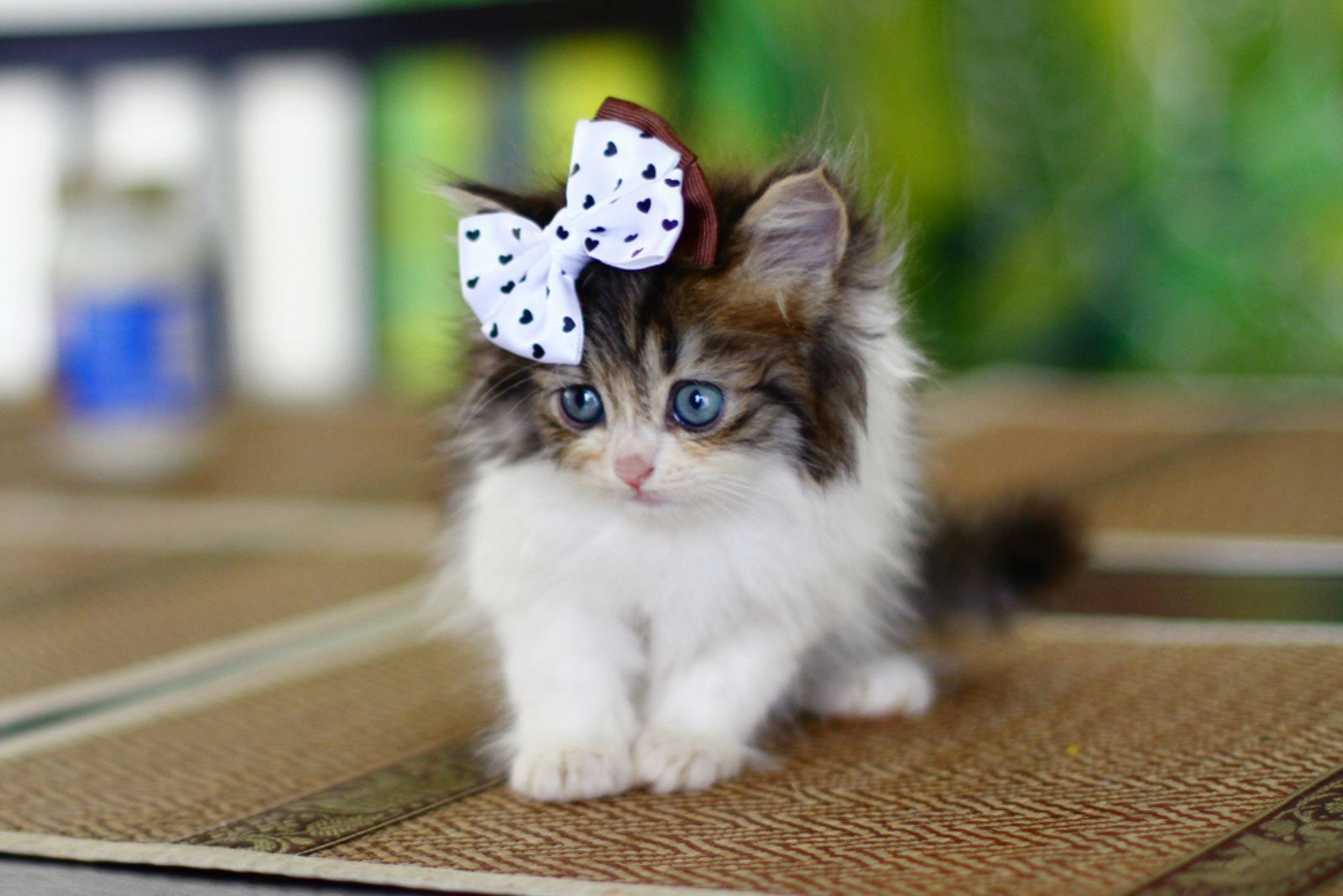 schattige schattige Perzische kitten kat