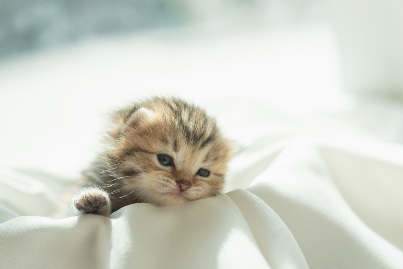 Schattig luie Perzische kitten wakker uit slaap 