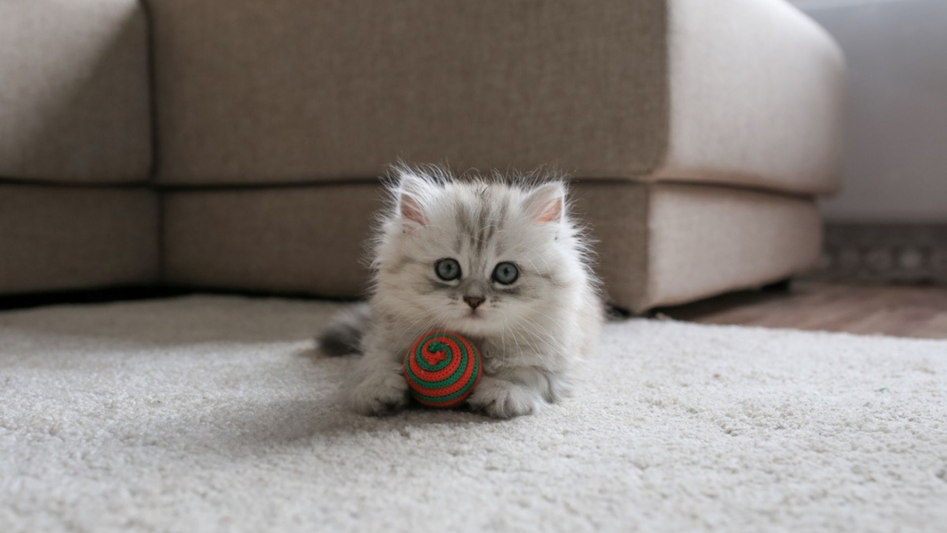 Perzisch kitten met bal