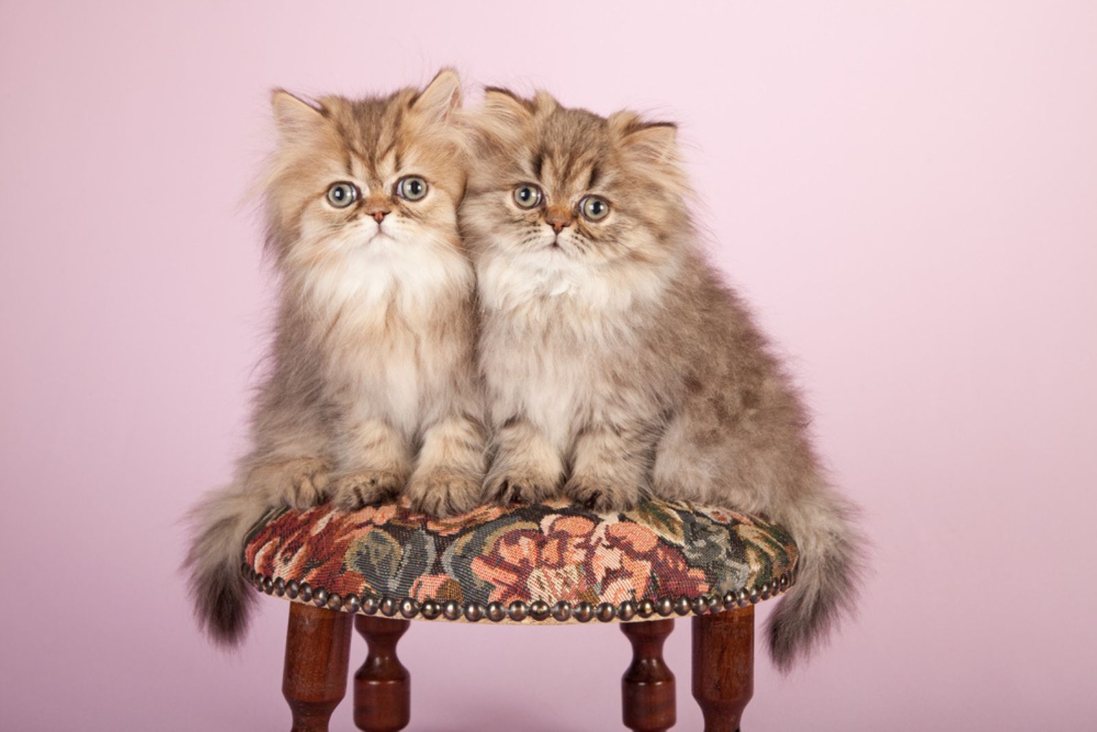 Perzische kittens op ronde krukstoel