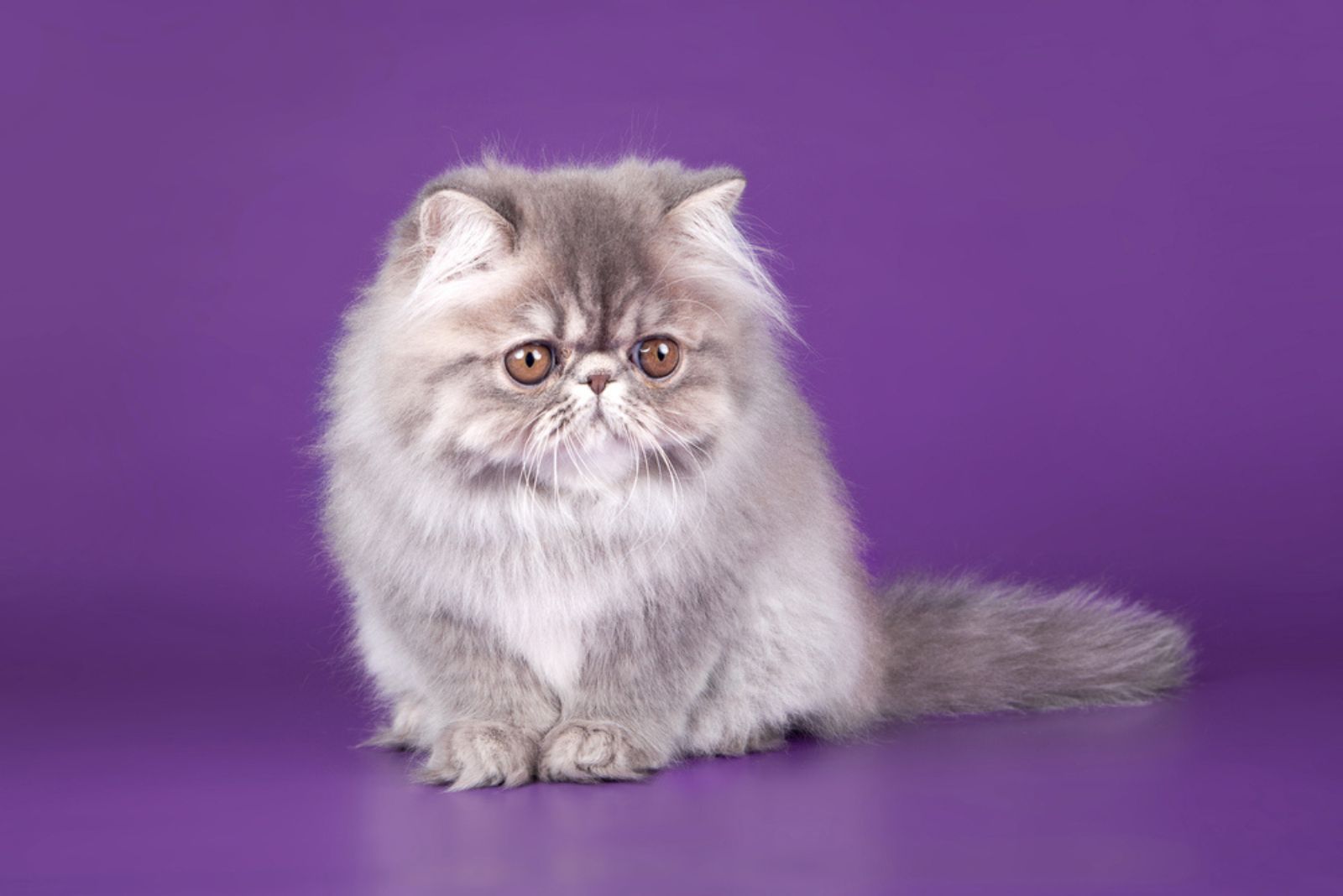 Perzisch kitten in de violette achtergrond