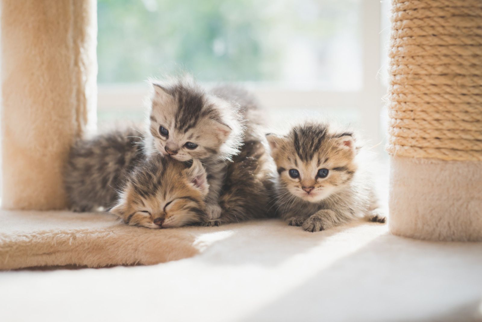 Groep Perzische kittens zittend op kattentoren