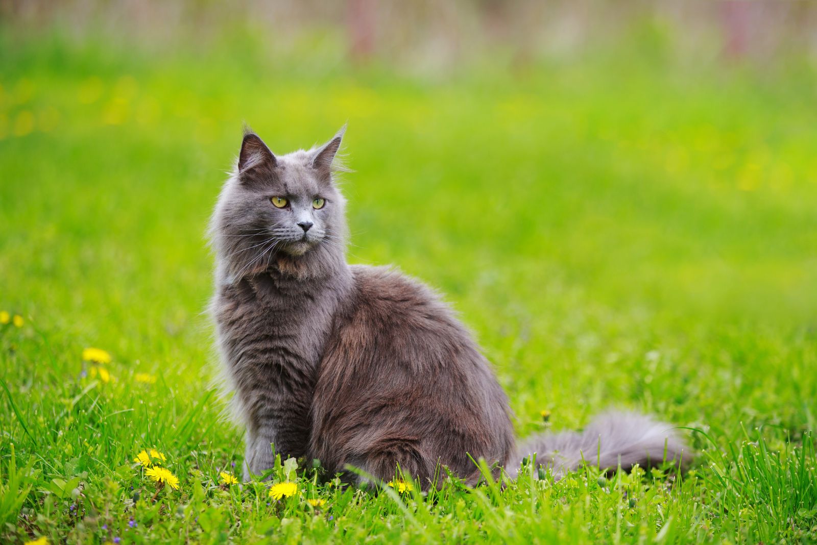 Maine Coon kat zittend op het gras