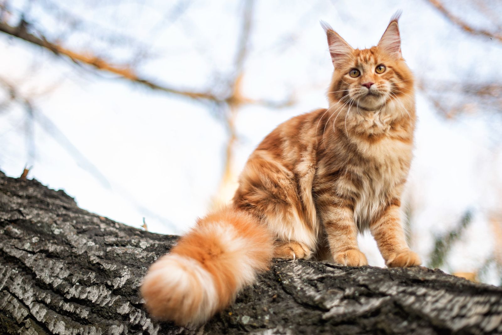 Een Maine Coon kat zit op een boom en kijkt in de verte