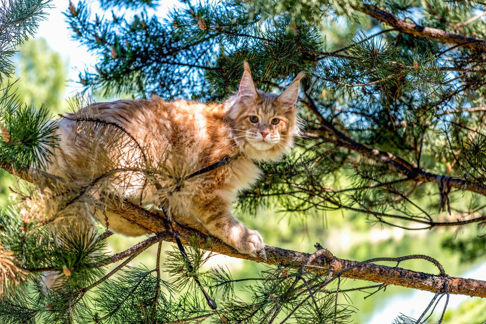 Een Maine Coon-kat sluipt een boom op