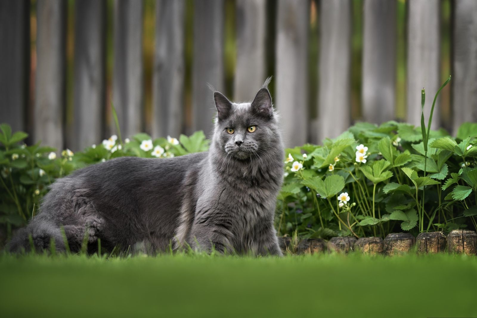 een grijze Maine Coon kat staat in de tuin