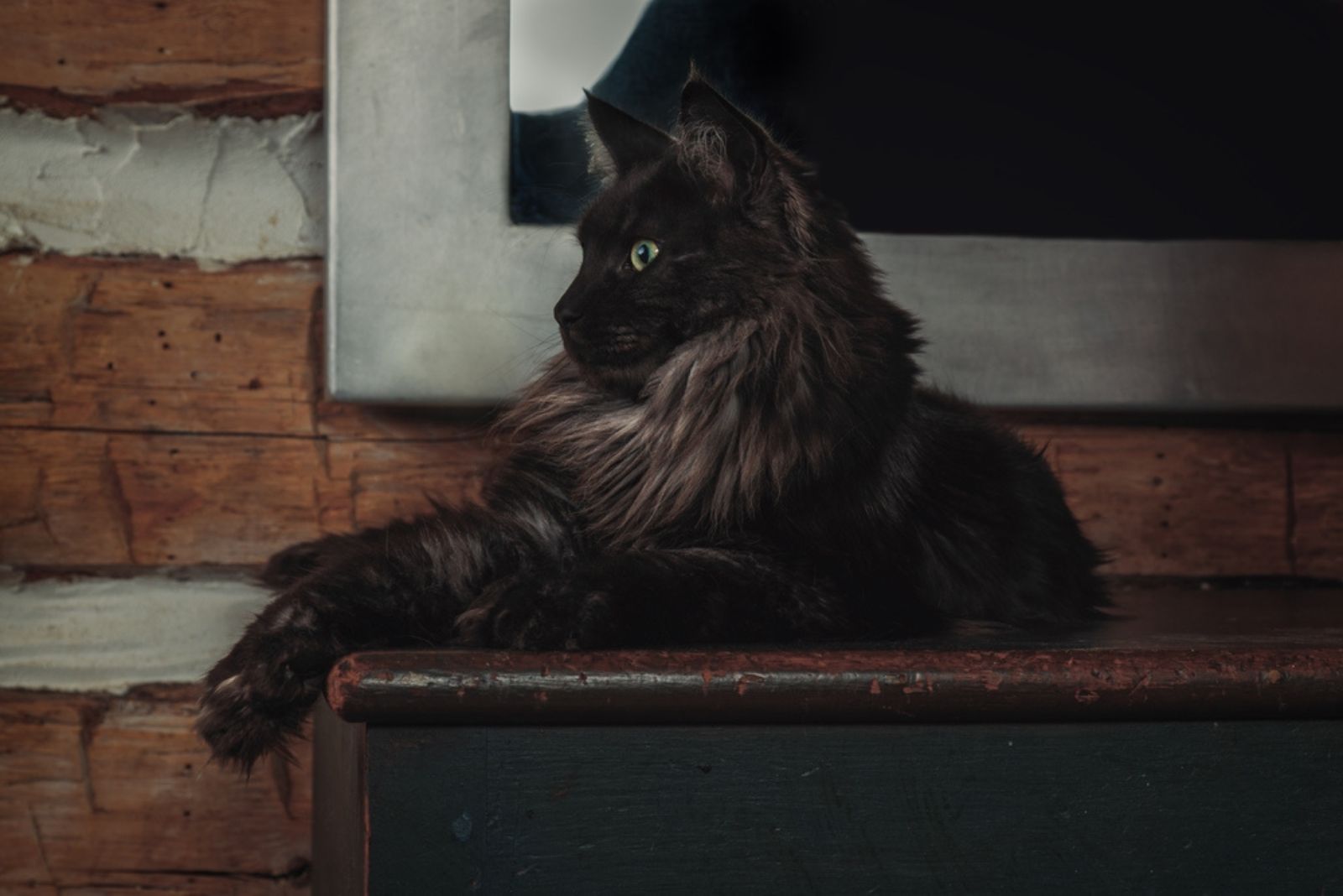 een zwarte Maine Coon kat ligt op een houten achtergrond