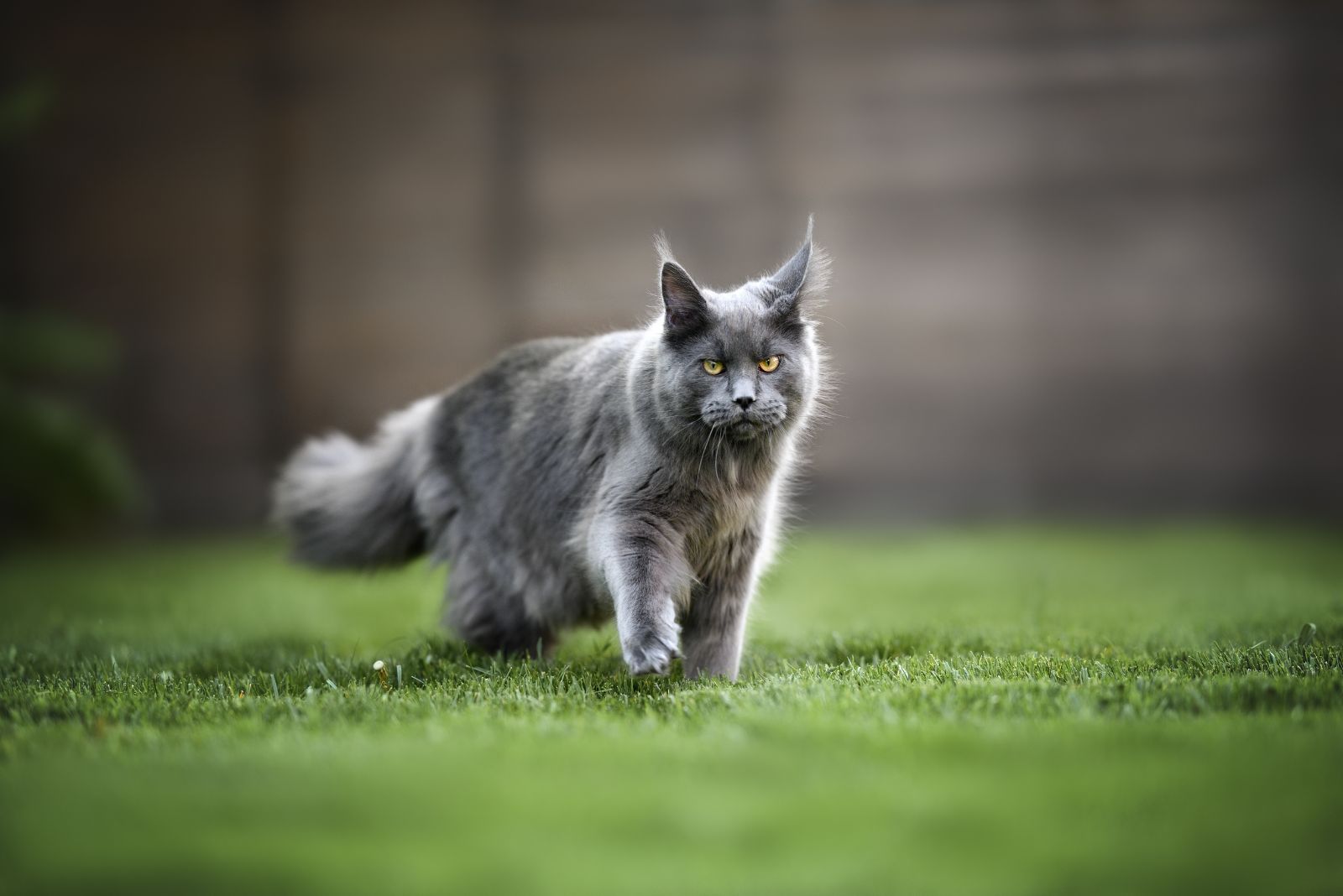 grijze Maine Coon kat loopt door de tuin