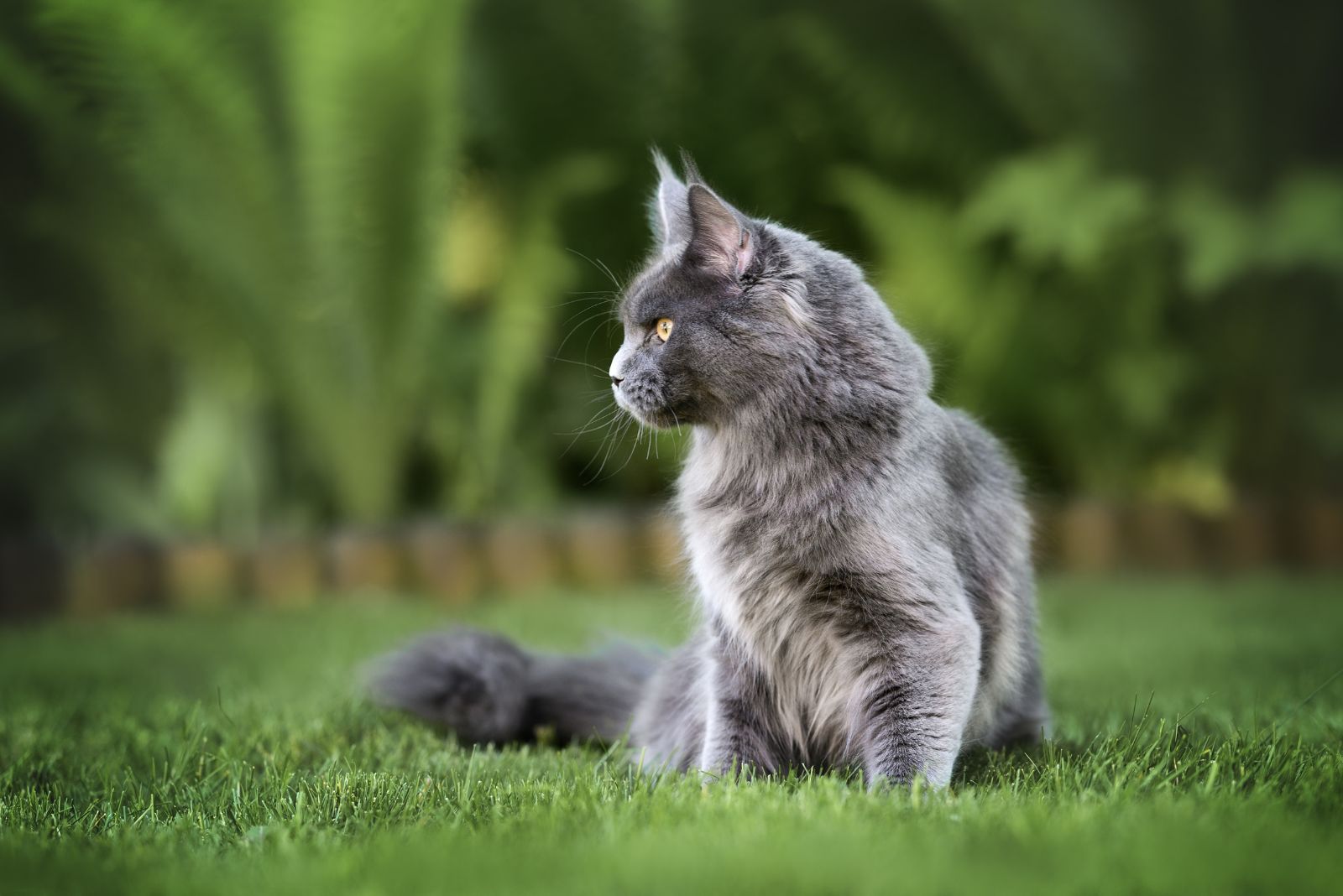 grijze Maine Coon kat zit op het gras en kijkt om zich heen