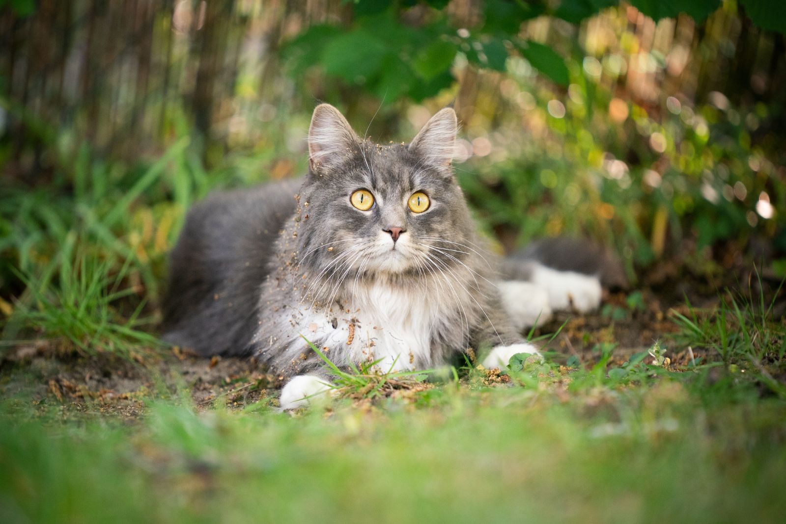 mooie Maine Coon kat zittend op het gras