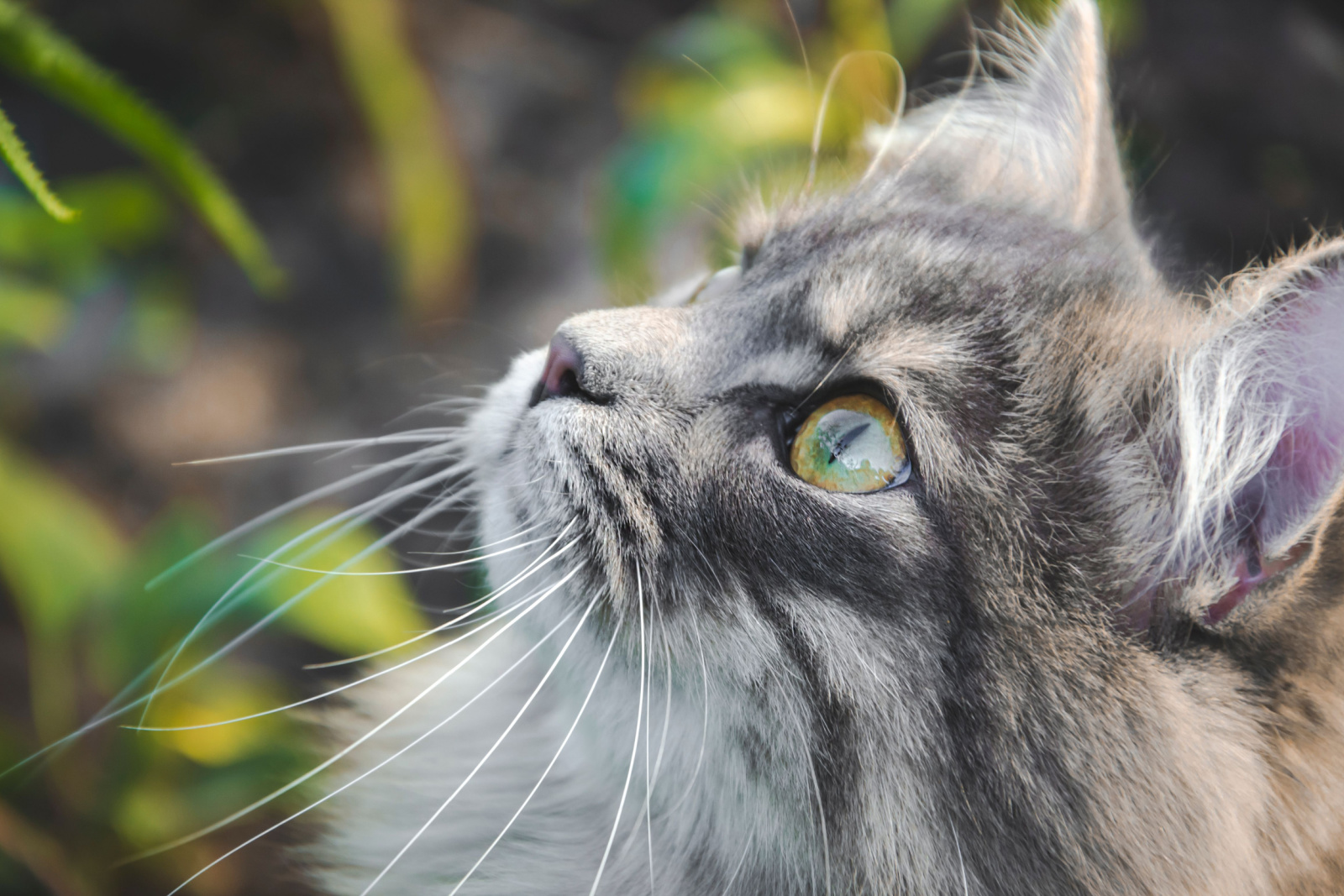 Close-up foto van Siberische kat met grote groengele ogen die ergens bovenaan kijkt met witte snorharen en een zwarte neus