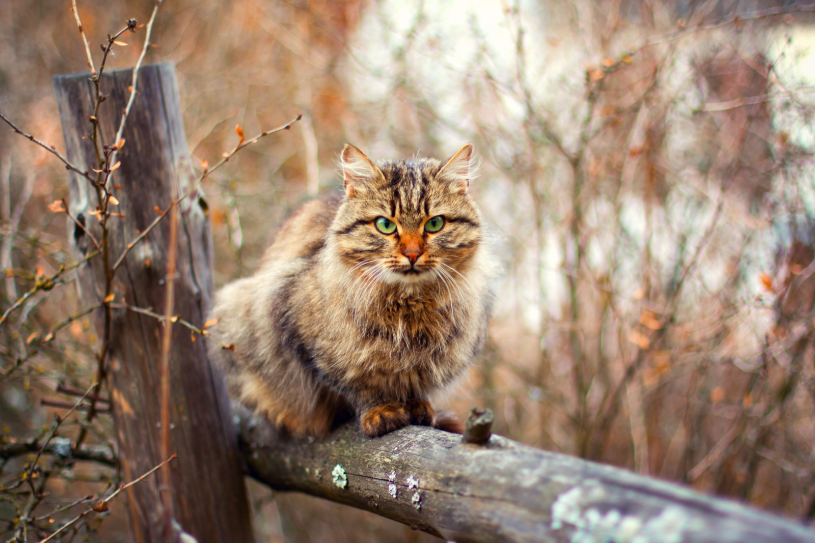 Siberische kat zit op een hek in de herfst