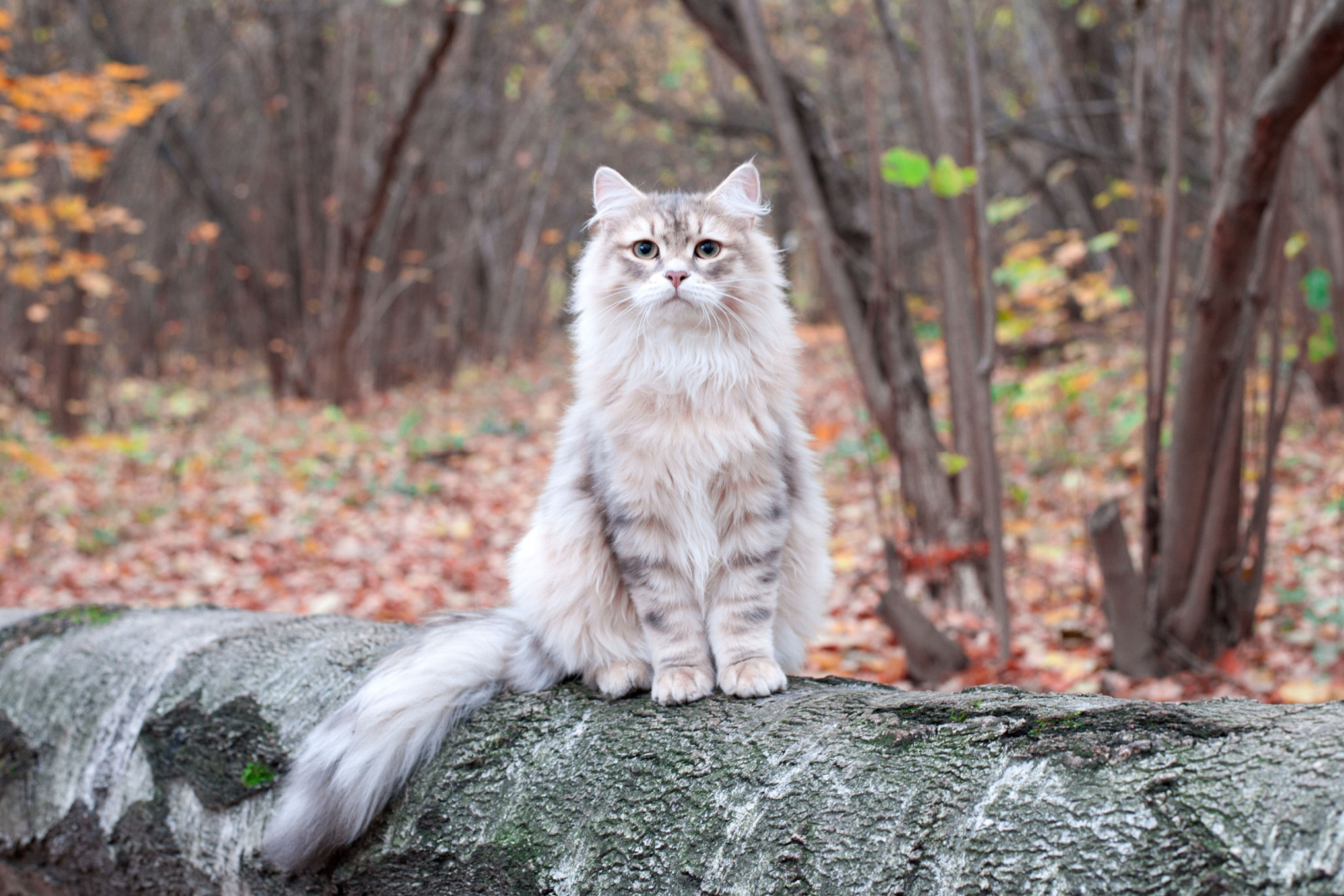 Siberische kat in een bos