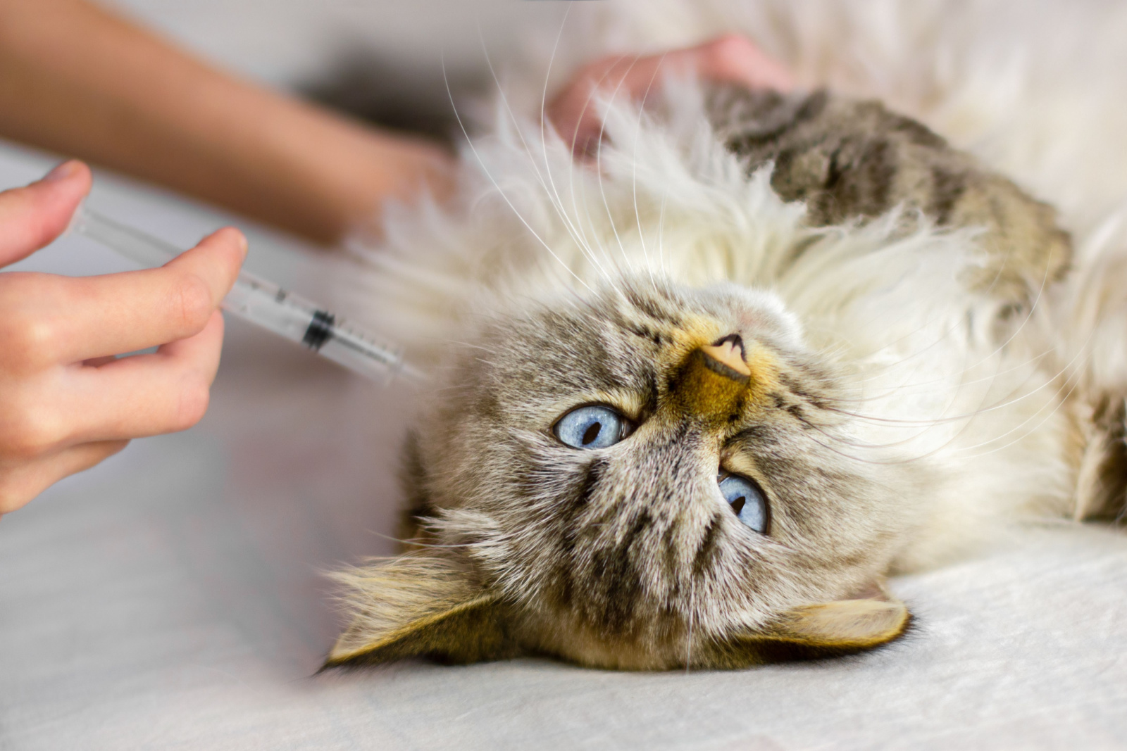 Siberische kat krijgt een injectie