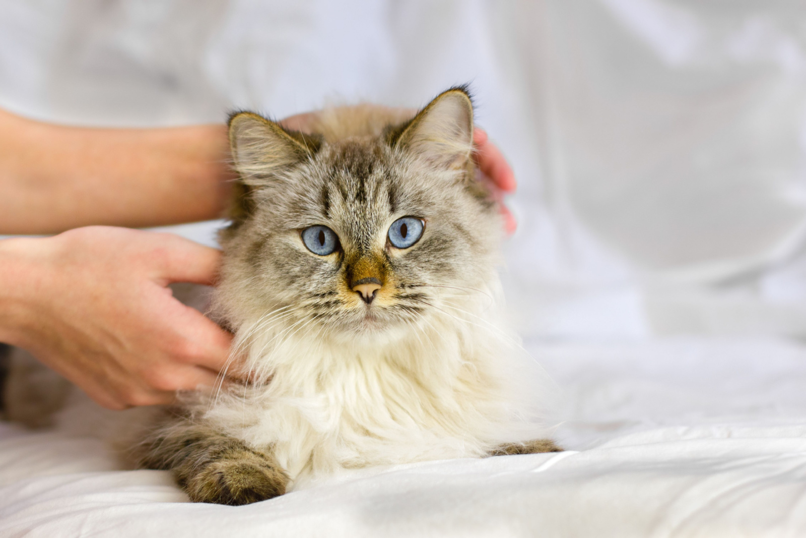 Witte Siberische blauwogige kat in de zorgzame handen van de eigenaar