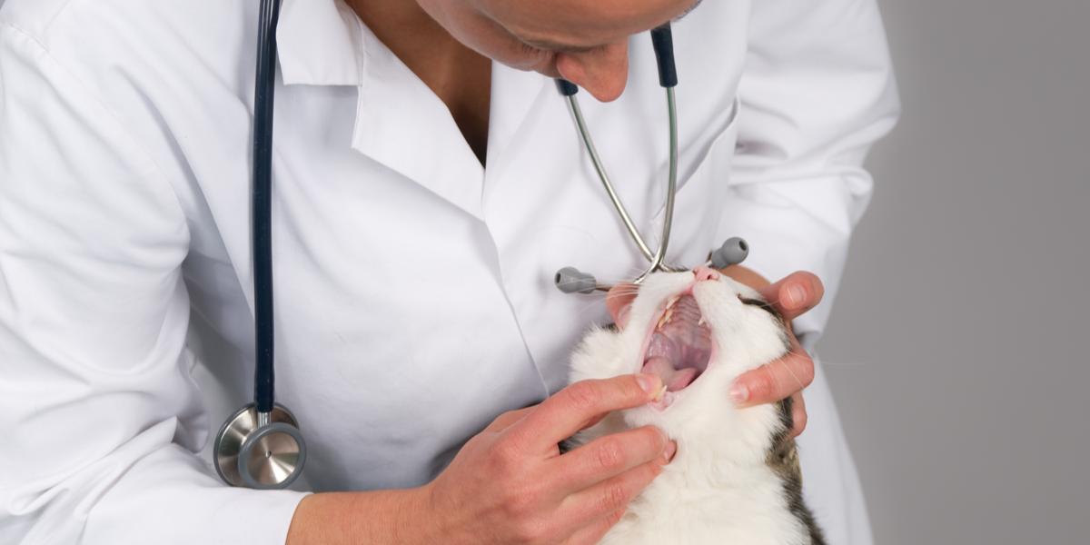 Mondzweren bij katten: oorzaken, symptomen en behandeling