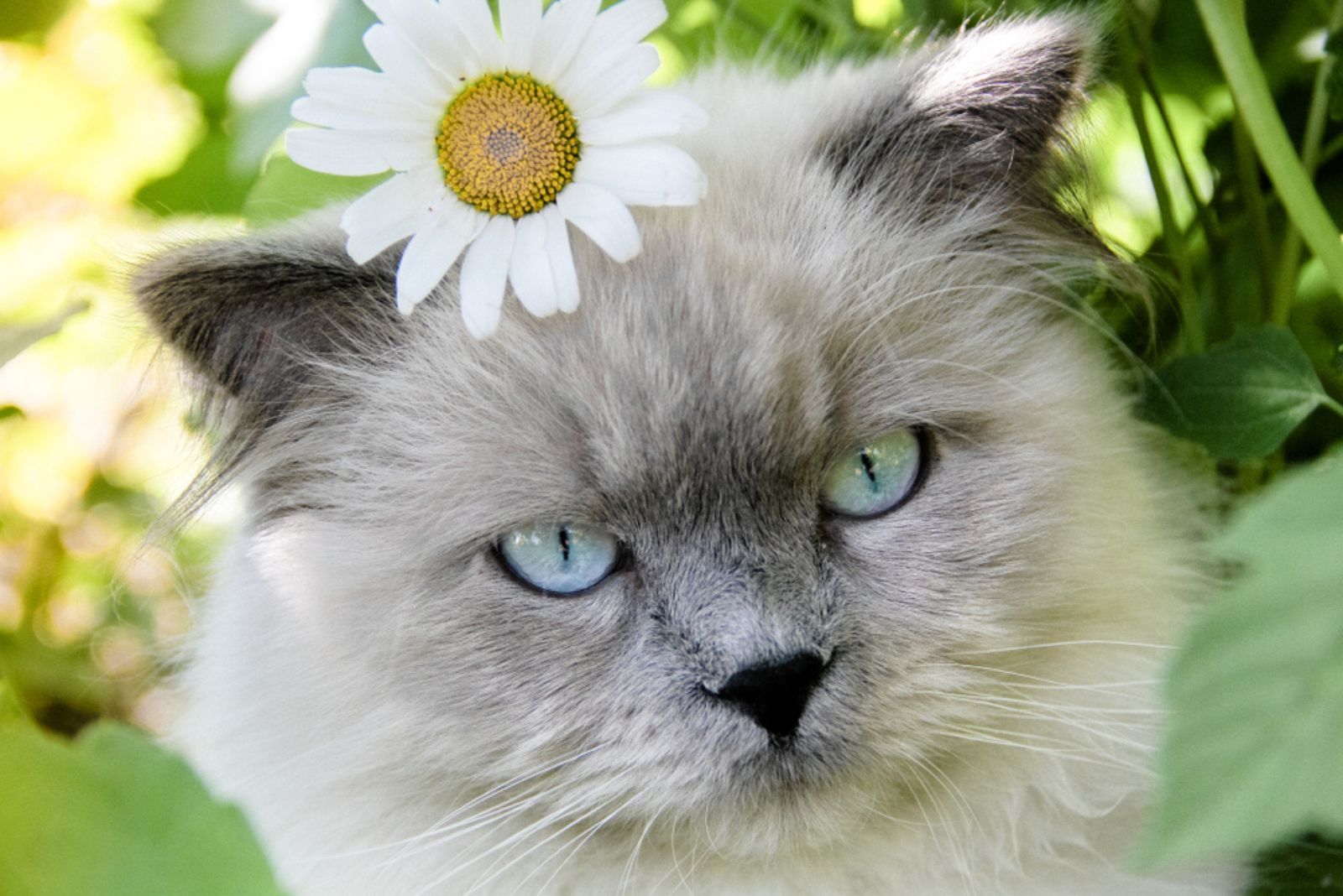 Himalaya kat met bloem