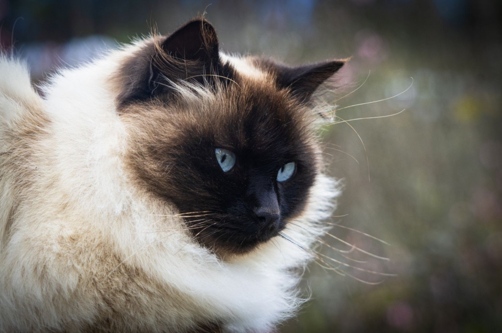 Mooie Perzische Himalaya kat in Siamese kleur