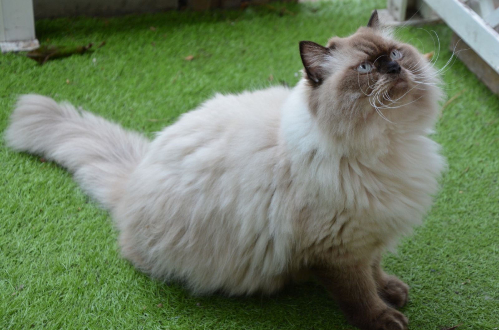 Himalaya siamese kat met blauwe ogen op het gras