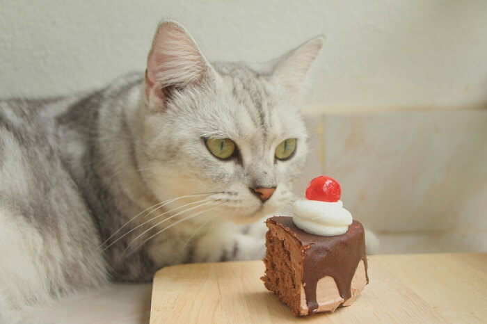 kat die naar het stuk chocoladetaart kijkt