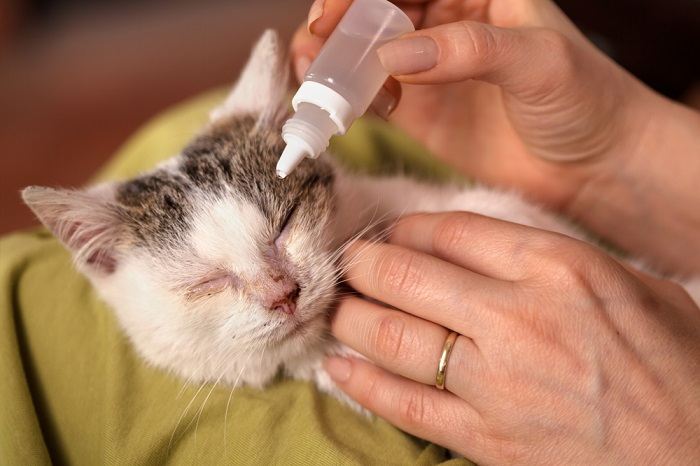 het aanbrengen van cat eye medicatie met behulp van oogdruppel