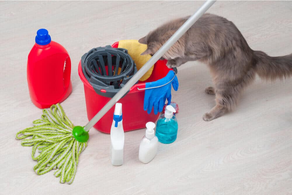 Hoe worden katten vergiftigd? Huishoudelijke schoonmaakmiddelen zijn een veel voorkomende oorzaak.