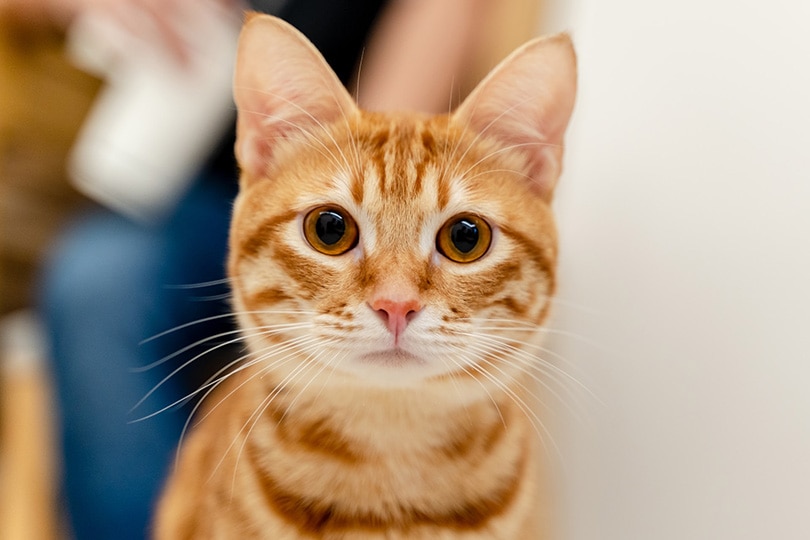 Een close-up van een oranje tabby kat