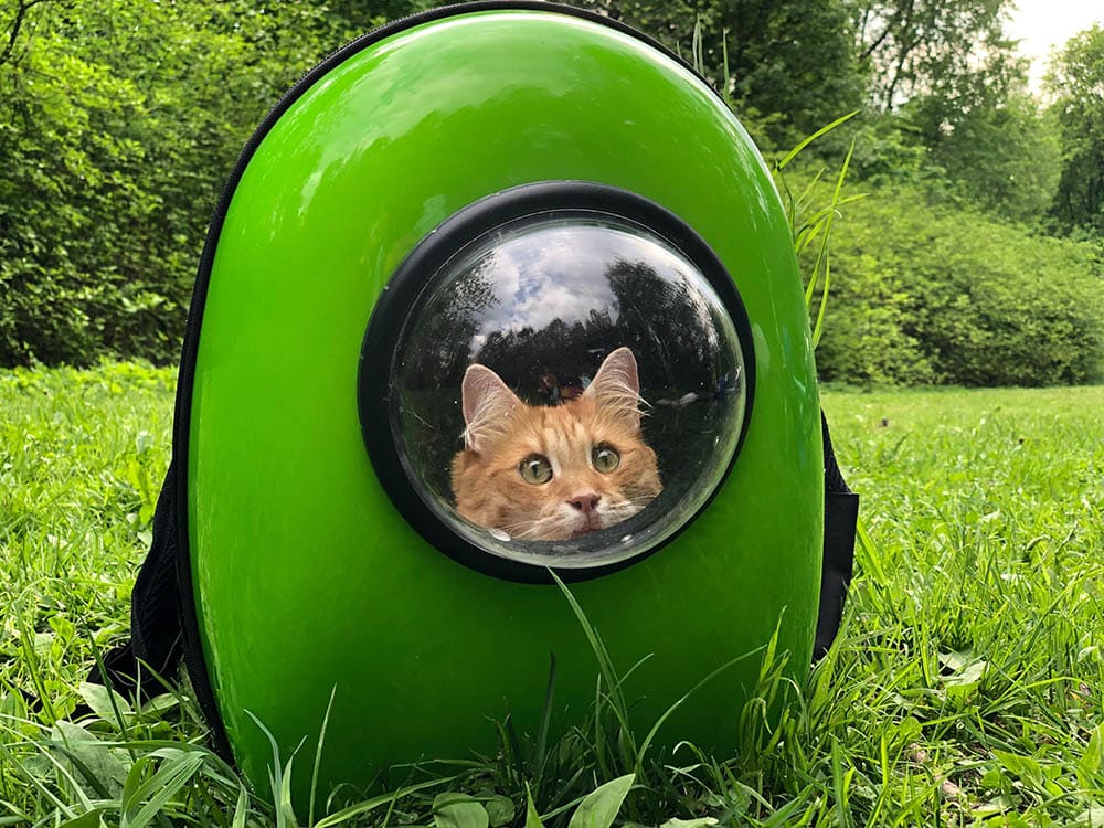 kat in een groene kattenmand