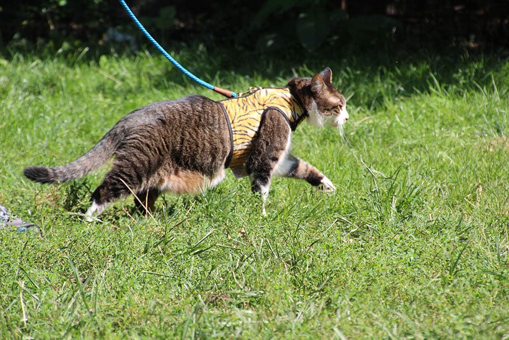Kat met harnas en riem in het park