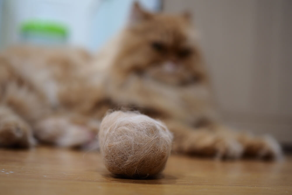 Haarballen als oorzaak van de hik bij katten