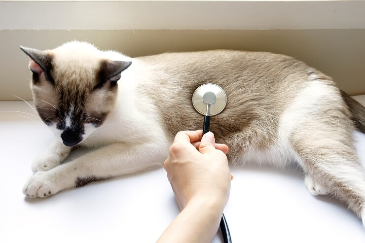 kat met hematische lipidose wordt gecontroleerd door een dierenarts