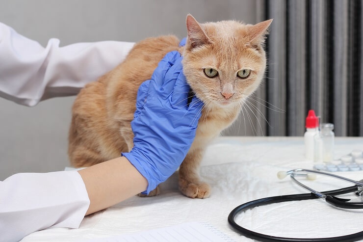 veterinaire controle voor een kat met hepatische lipidose