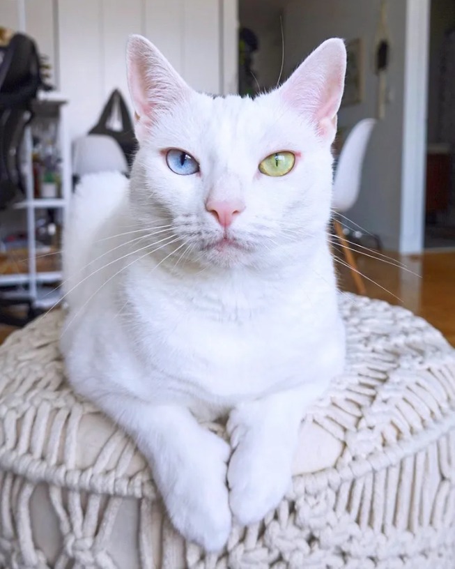 Katten met verschillend gekleurde ogen