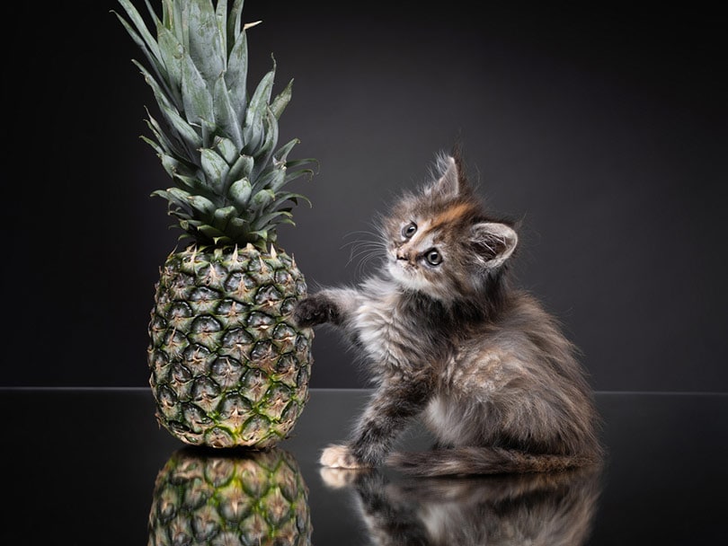Maine Coon kitten met ananas op een grijze achtergrond