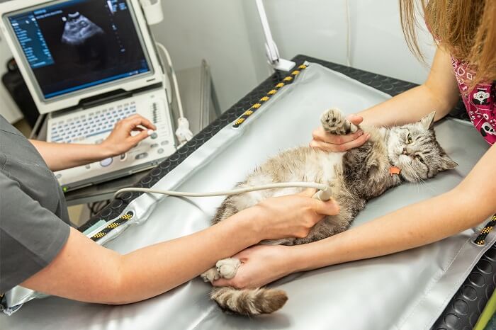 kat die op de röntgentafel van een dierenarts ligt