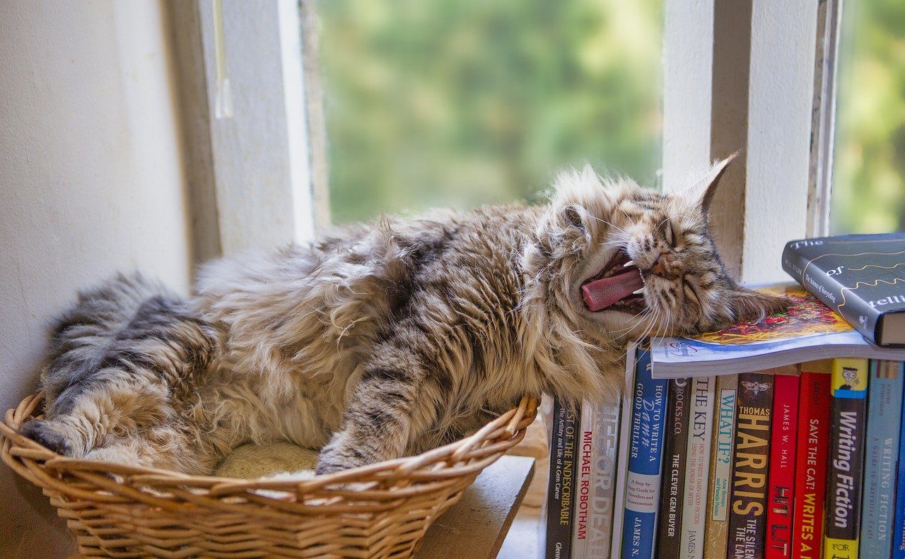 lachende kat op boeken