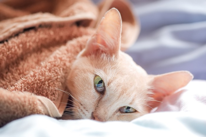 Soorten longkanker bij katten