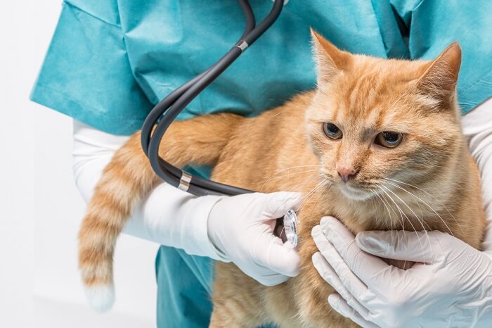Kosten van de behandeling van longontsteking bij katten