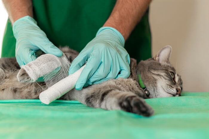 dierenarts die zorgt voor een kattendisfunctioneel been