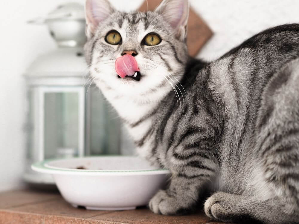 Hoe weet je of je kat geobsedeerd is door eten