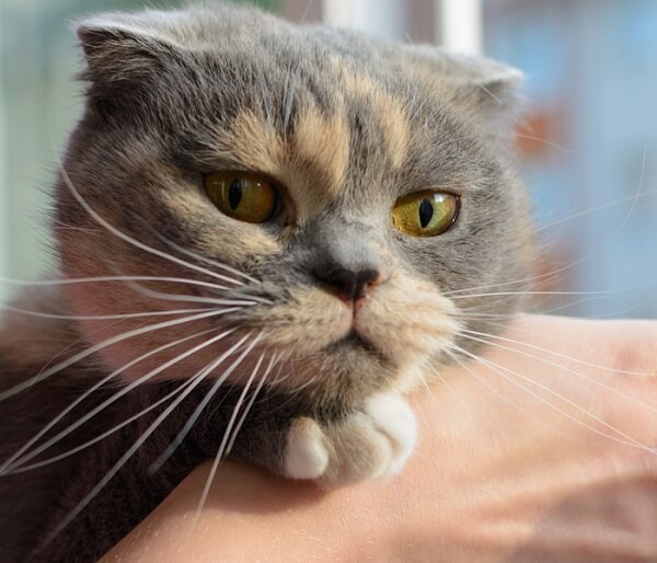 Verdunde calico kat met groene ogen