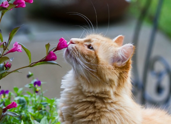 Kat die bloemen besnuffelt