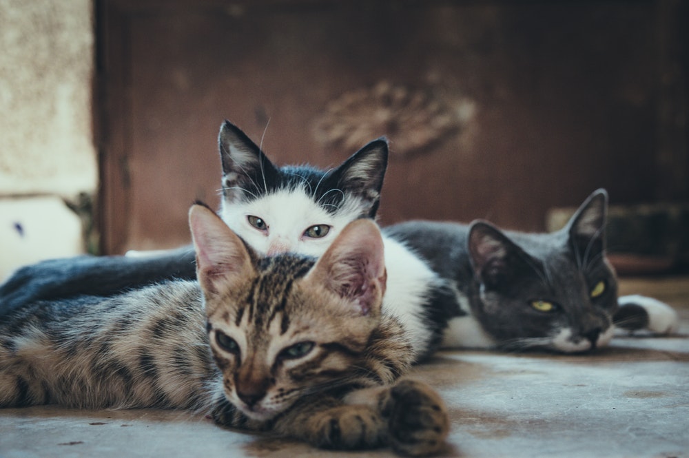 Foto van een groep katten met potentieel voor overdracht van kattenleukemie