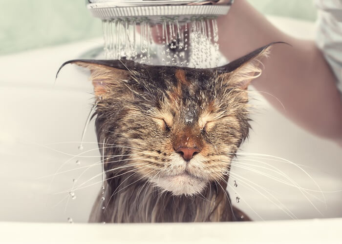 Kat wordt in bad