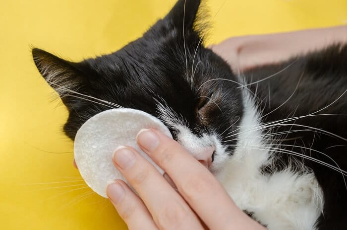 Behandeling van tranende ogen bij katten
